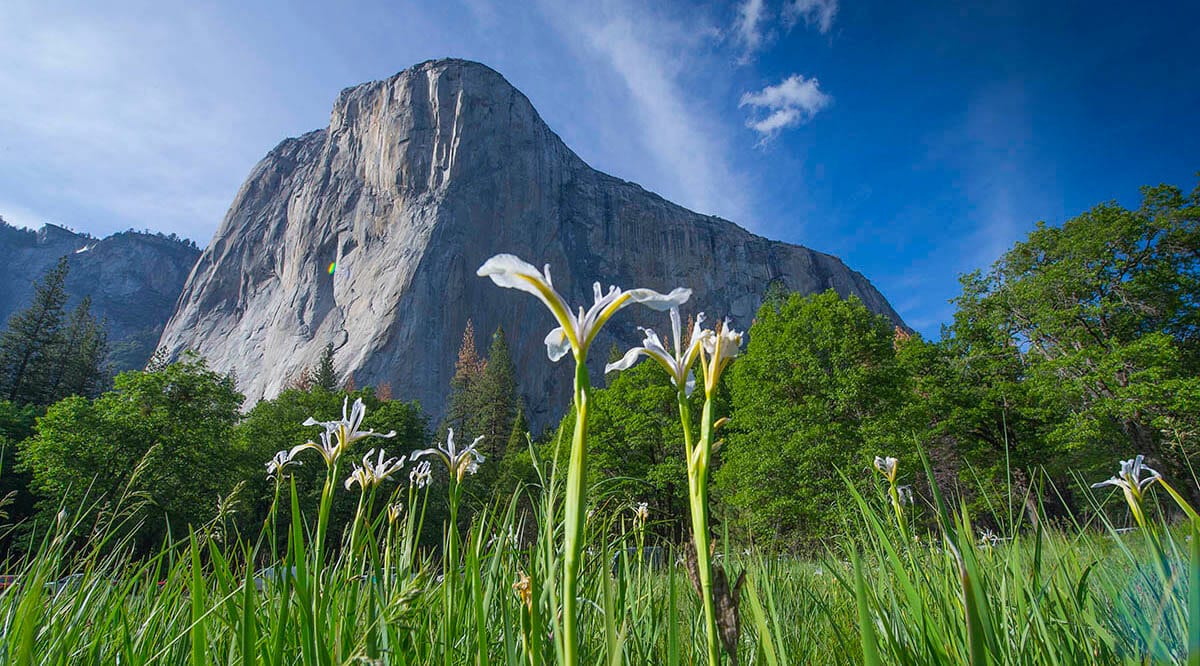 El Capitan in Spring with wildflowers