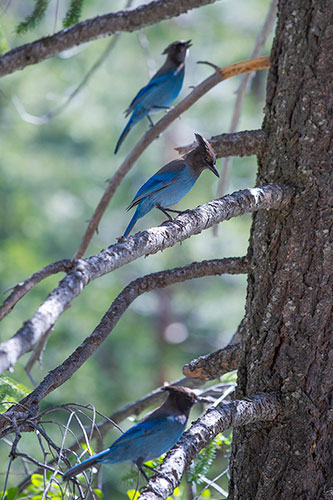 3 Steller's Jays in a tree