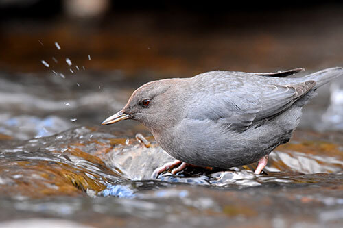 American Dipper or Water Ouzel in the stream