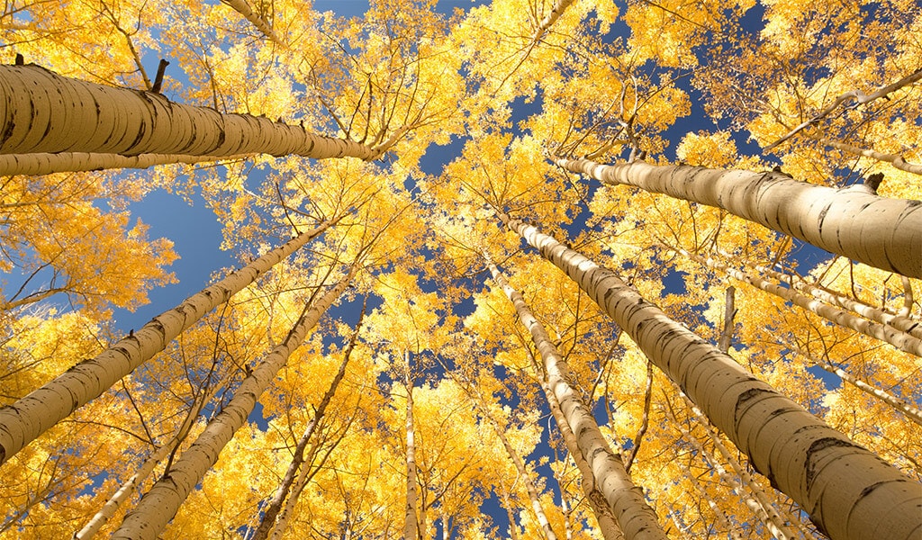 Looking up at autumn aspens