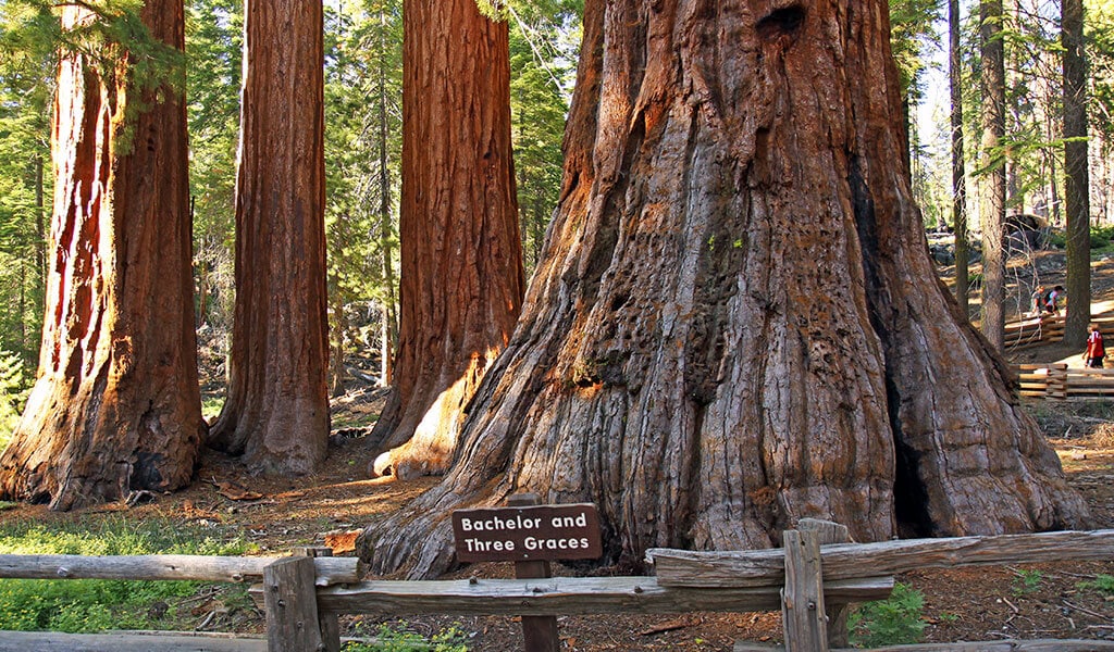 Bachelor and Three Graces tress in Yosemite's Mariposa Grove of Giant Sequoias