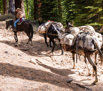 Big Tree Lodge Stables Yosemite Horseback Riding