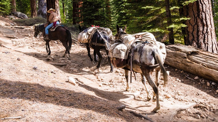 Big Tree Lodge Stables Yosemite Horseback Riding