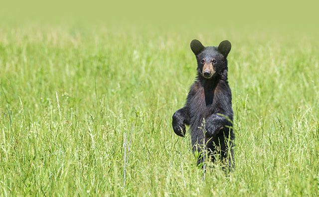 yosemite in may - Black bear cub in meadow