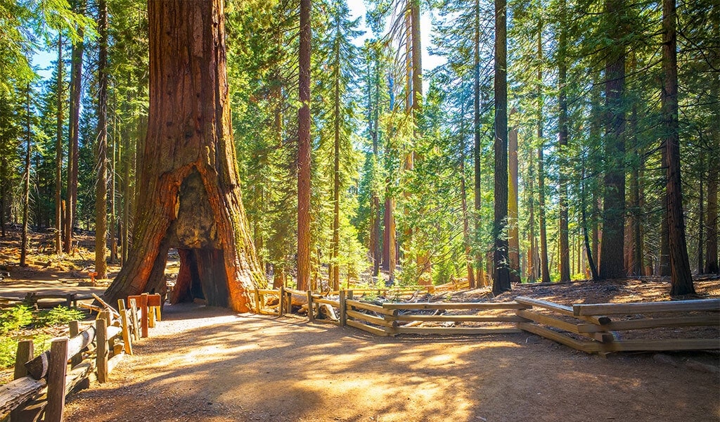 California Tunnel Tree in the Mariposa Grove of Giant Sequoias