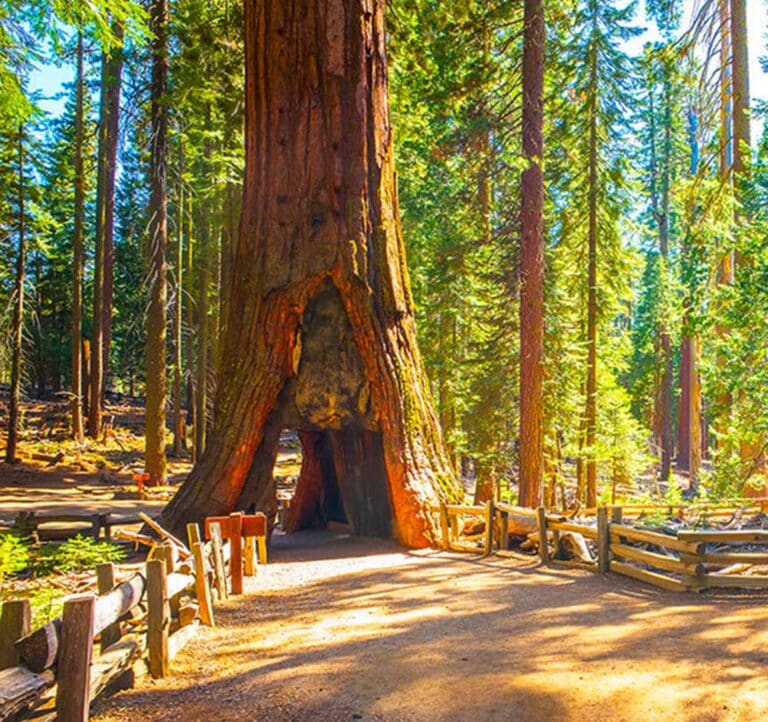 ca tunnel tree