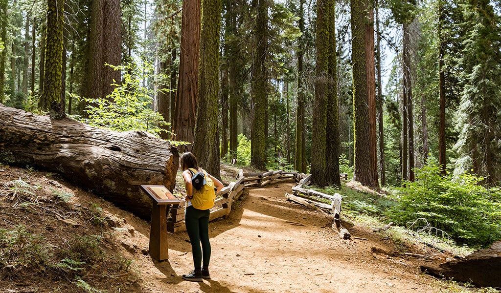 Woman looking at an interpretive sign in the Tuolumne Grove of Giant Sequoias