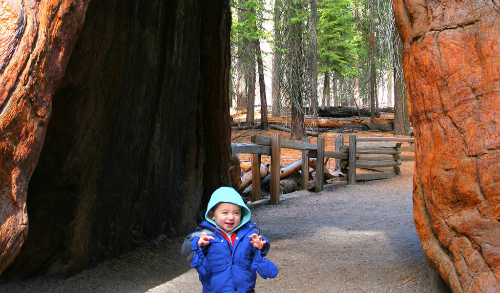 Young child walking through giant sequoia
