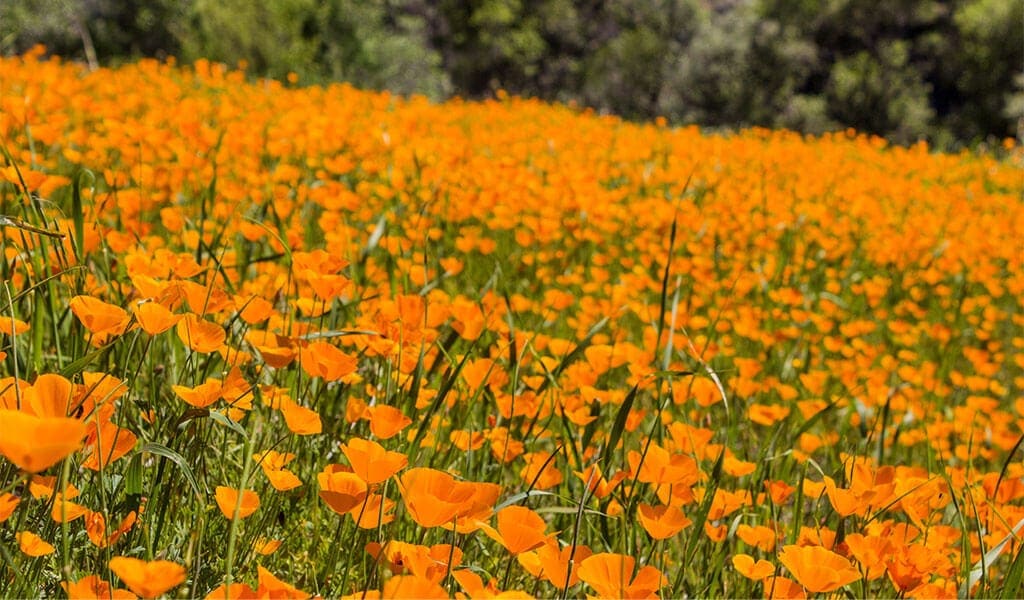 California Poppies in Yosemite Mariposa County