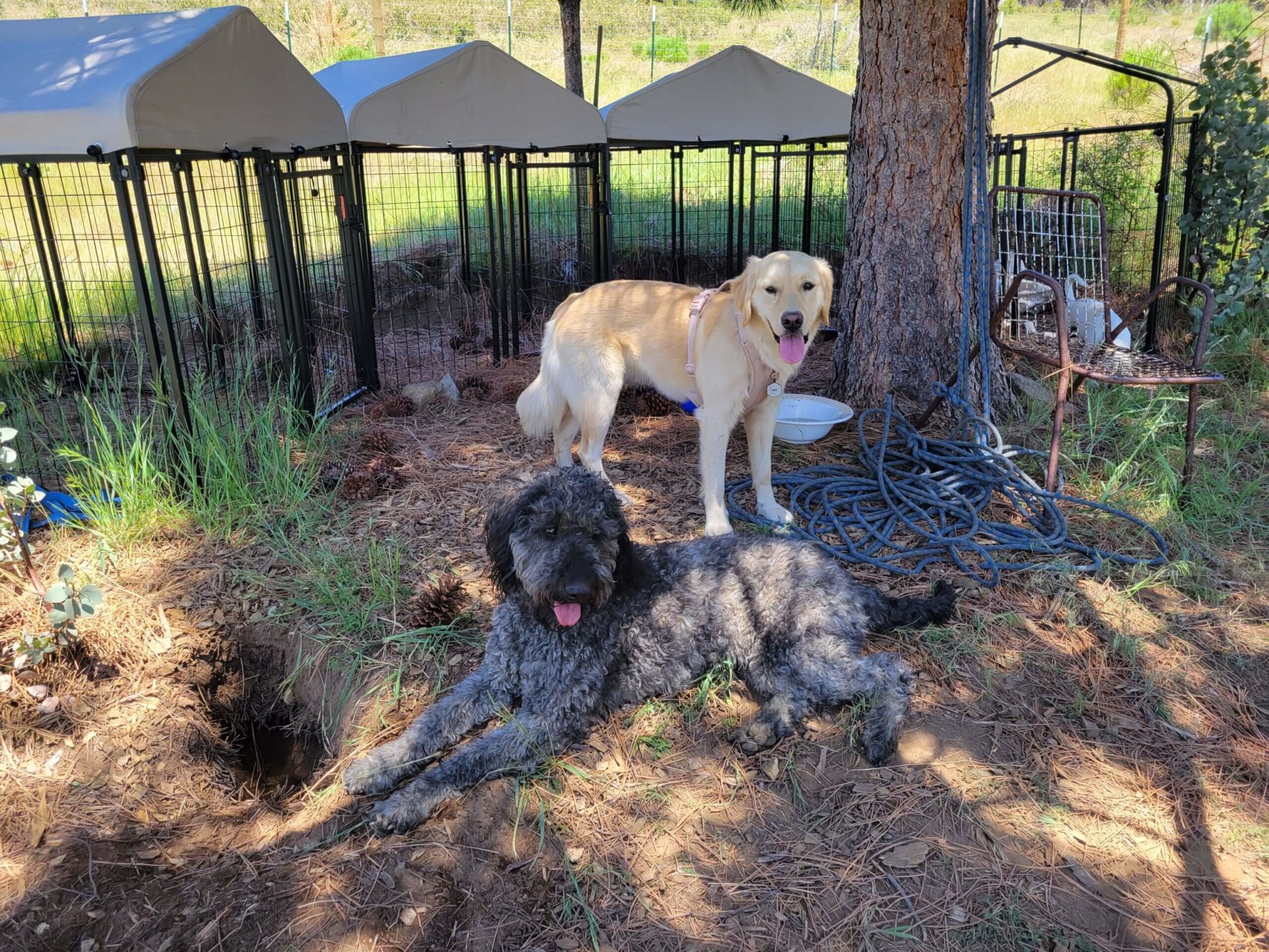 Yosemite K9 Kennels Discover Yosemite National Park