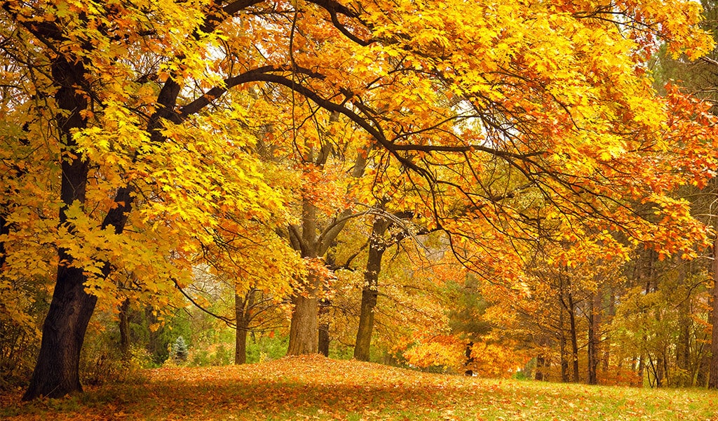 Golden autumn oak tree