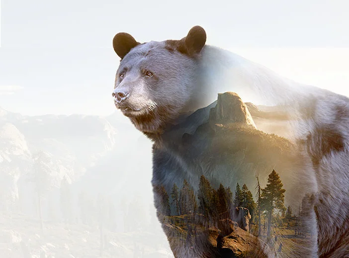 Bear double exposure image with Yosemite in the background
