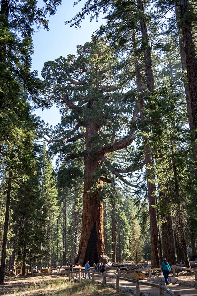 Grizzly Giant sequoia tree in Yosemite's Mariposa Grove of Giant Sequoias