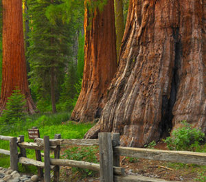 Mariposa Grove of Giant Sequoia Trees