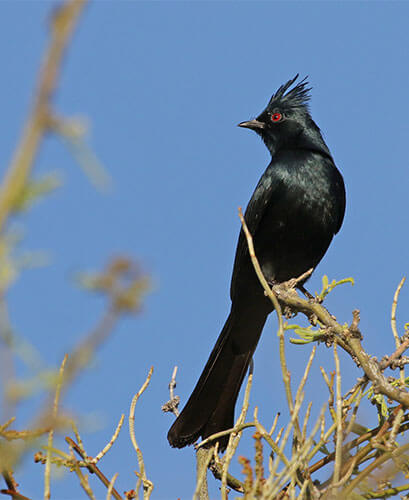 Phainopepla