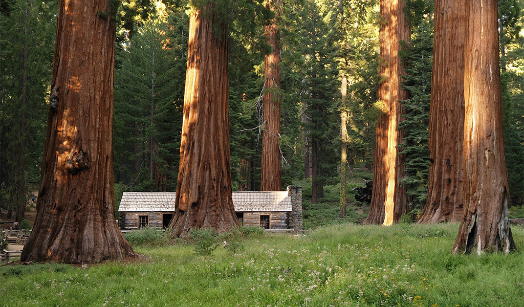 Cabin in the Upper Mariposa Grove of Giant Sequoias