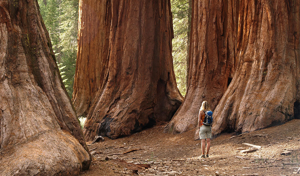 woman amongst giant sequoias