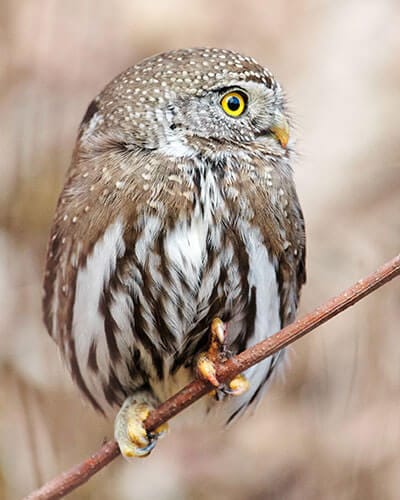 Northern Pygmy Owl