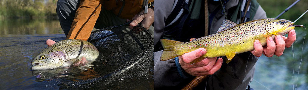 rainbow and brown trout