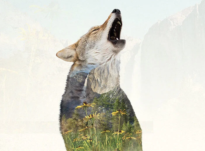 Coyote double exposure image with Yosemite Valley and Falls in the Background