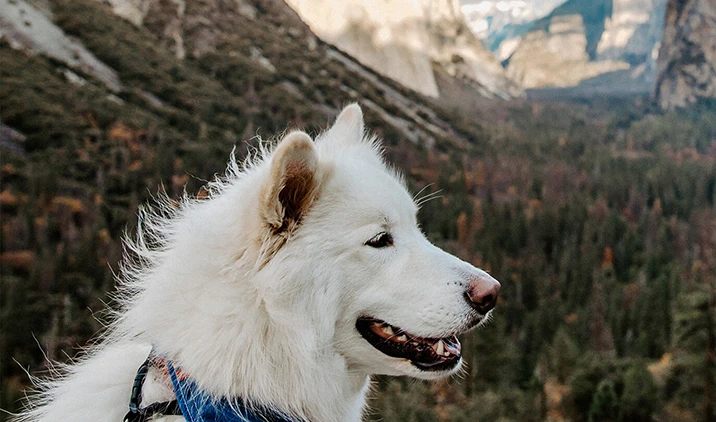 traveling with pets