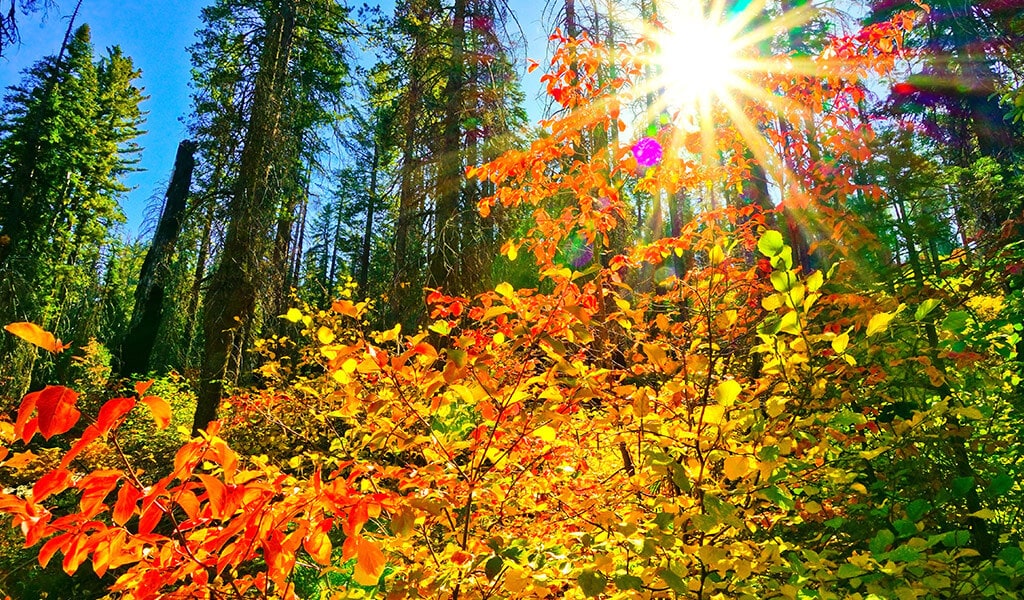 Fall color in the Tuolumne Grove