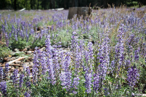 Lupine flowers in Yosemite Valley