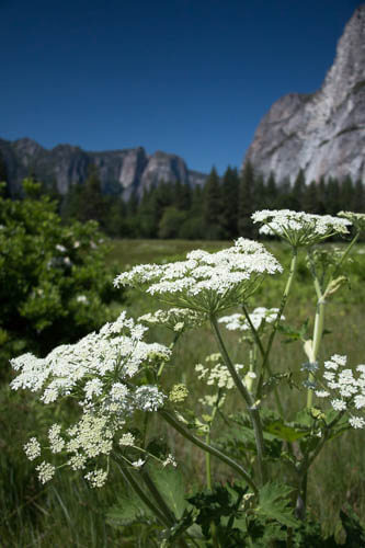 White cow parsnip flowers in Cooks Meadow