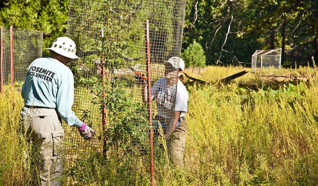 Volunteers protecting an oak sapling.