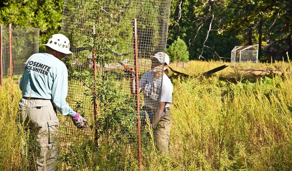 NPS Volunteers work with Black Oak trees in Yosemite Valley