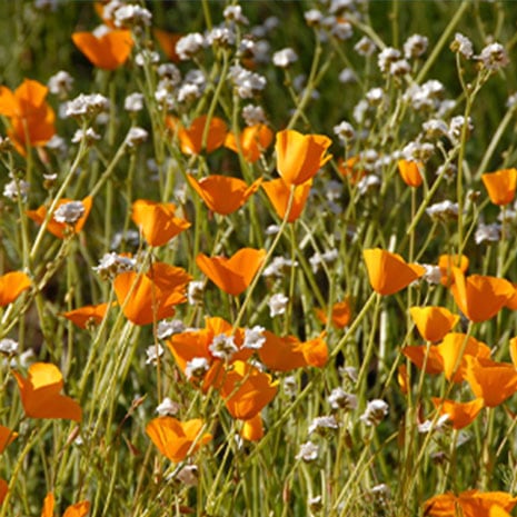 yosemite flora facts