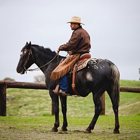 yosemite horseback guided tours