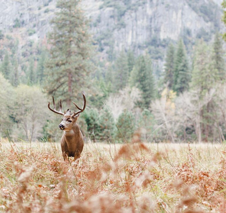 yosemite wildlife facts