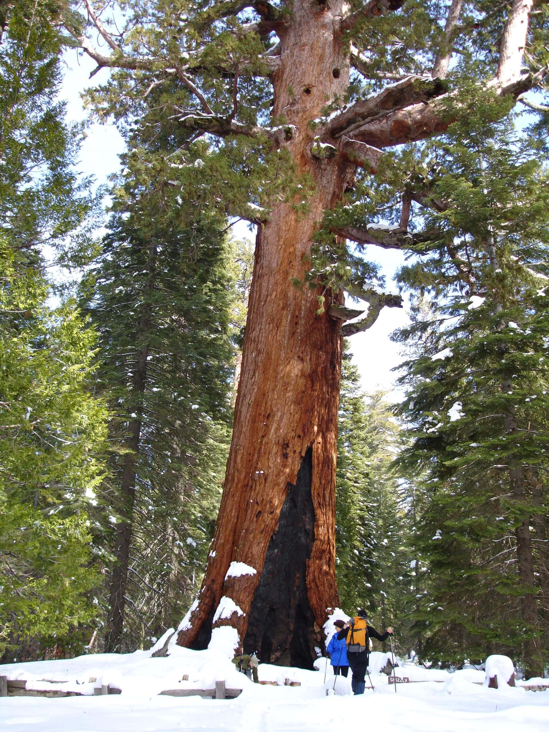 Skiing and snowsheing in the Mariposa Grove of Giant Sequoias
