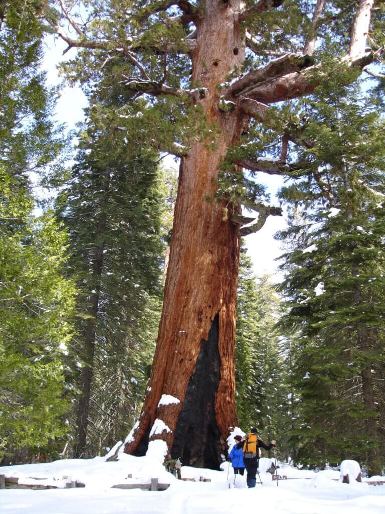 Skiers in Mariposa Grove