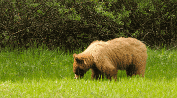 American Black Bear Yosemite