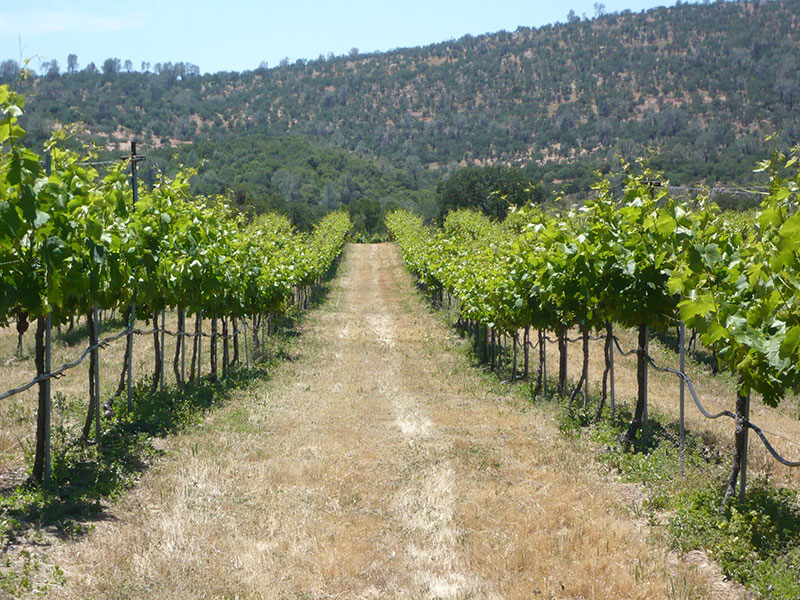 Vineyards near Yosemite in Mariposa County