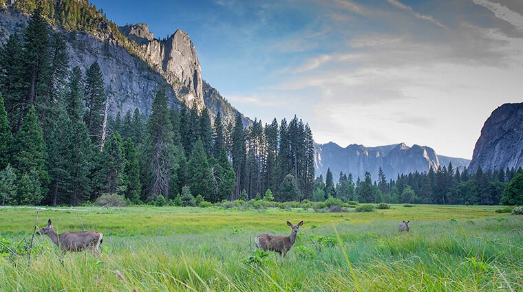 Deer roaming the Valley floor in Yosemite National Park