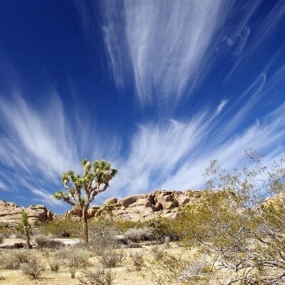 Joshua Tree National Park