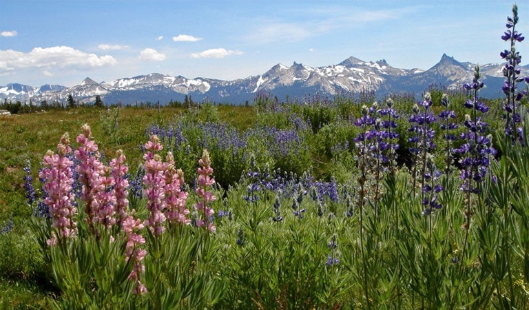 Lupines in Yosemite's high country