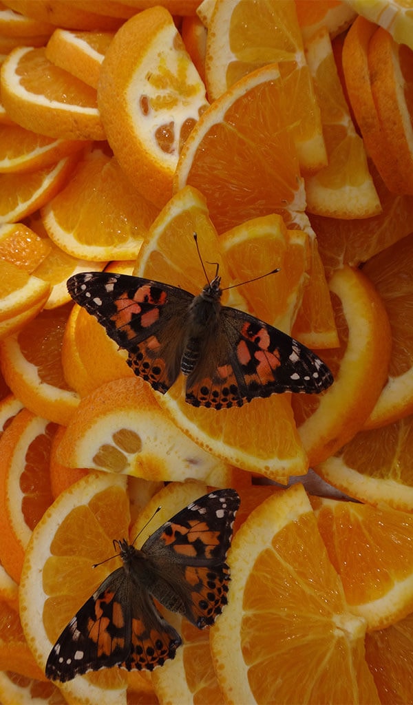 butterflies on orange slices