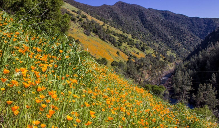 Hillside full of orange flowers at Hite Cove