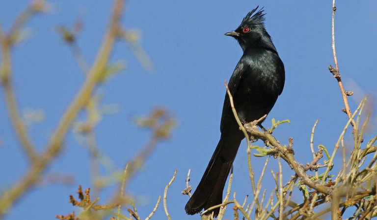 Sleek black bird, the Phainopepla, perched on a branch.