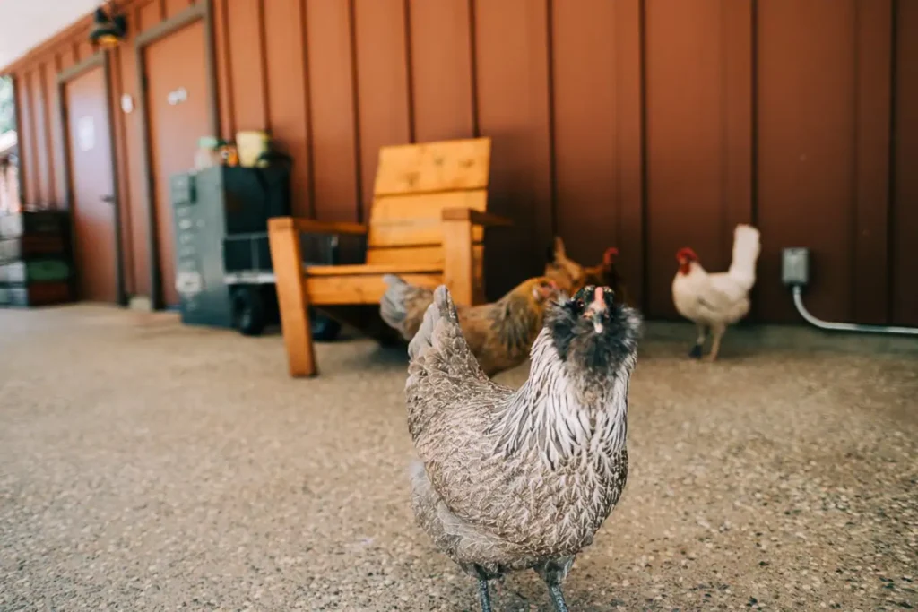 chickens