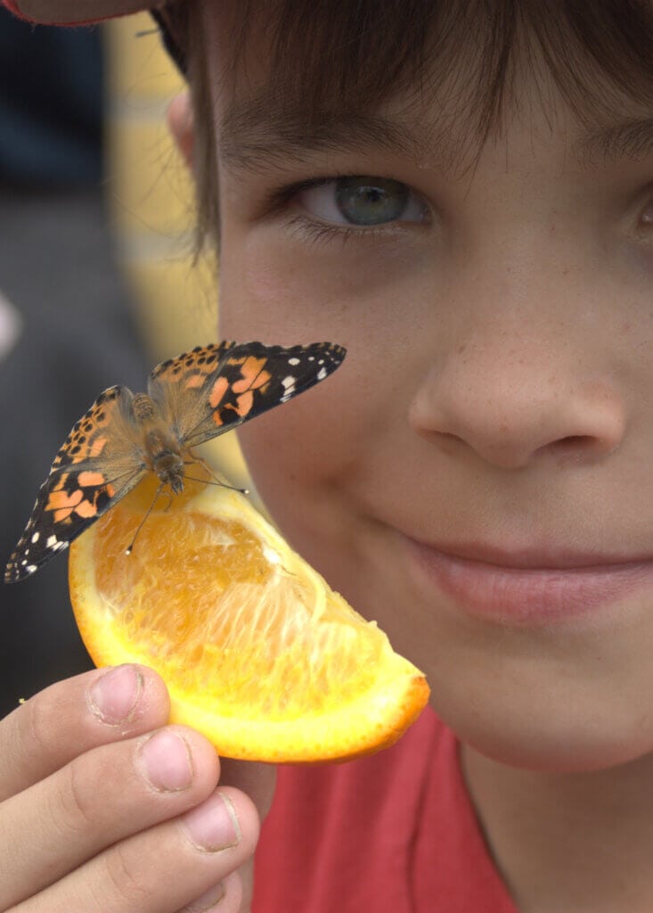 boy with butterfly