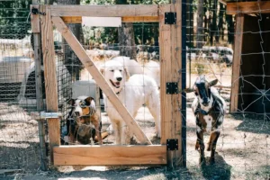 goats and dogs