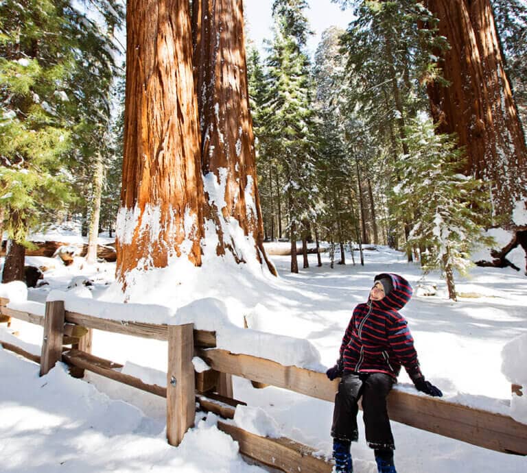 kid in sequoia grove in winter