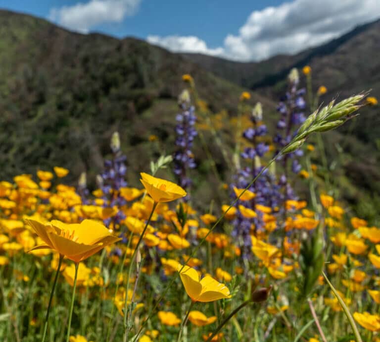 poppies at hite cove