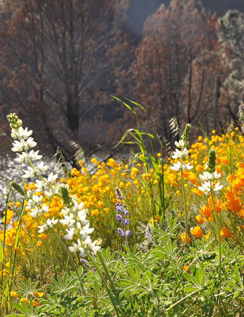 boquet of flowers at McClure Point