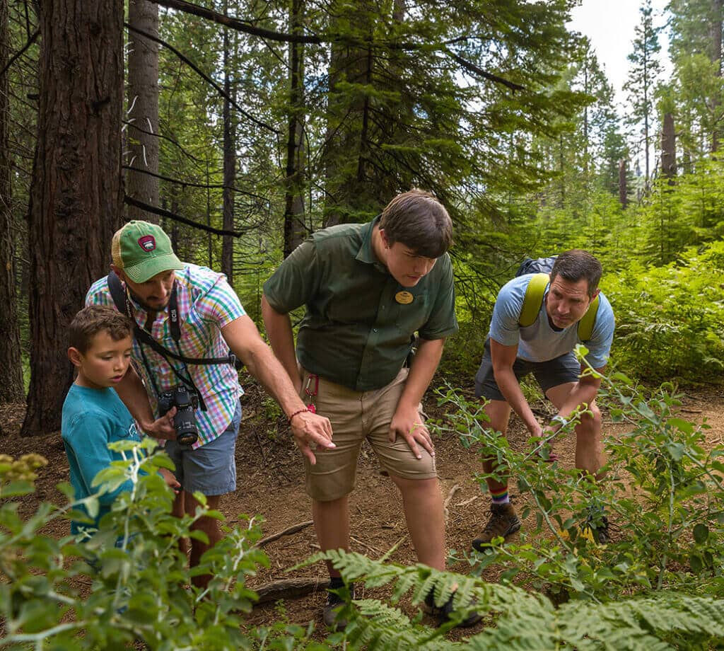 People looking at something interesting during a guided hike at Tenaya at Yosemite